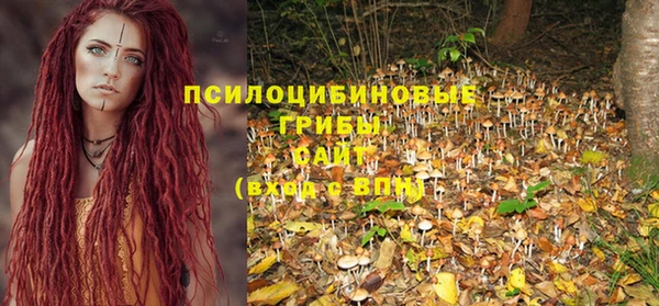 прущие грибы Елабуга
